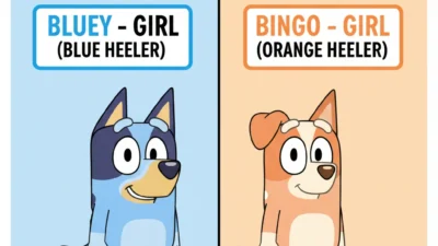 Bluey Is a Boy or Girl